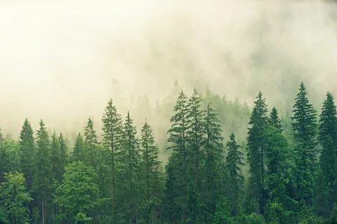 Хвойный лес свет