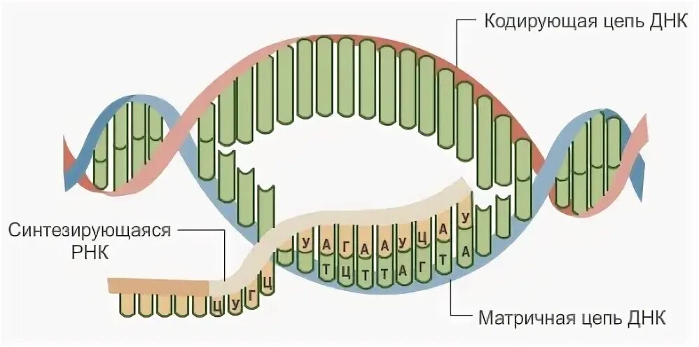 Кодирующая цепь днк имеет последовательность. Транскрипци в биолонмм. Транскрипция биология. Транскрипция ДНК этапы. Процесс транскрипции в биологии.