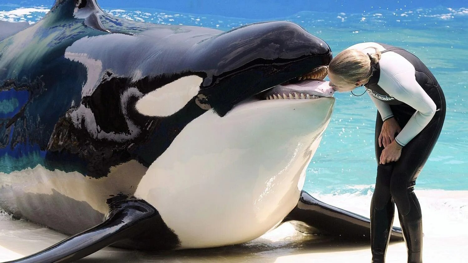 Огромная касатка. Seaworld касатки. Касатка дельфин акула. Кит и касатка и дельфин. Seaworld касатки.