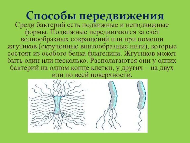 Способы передвижения бактерий. Подвижные и неподвижные бактерии. Подвижные бактерии. С помощью чего передвигаются бактерии. Передвижение бактерий