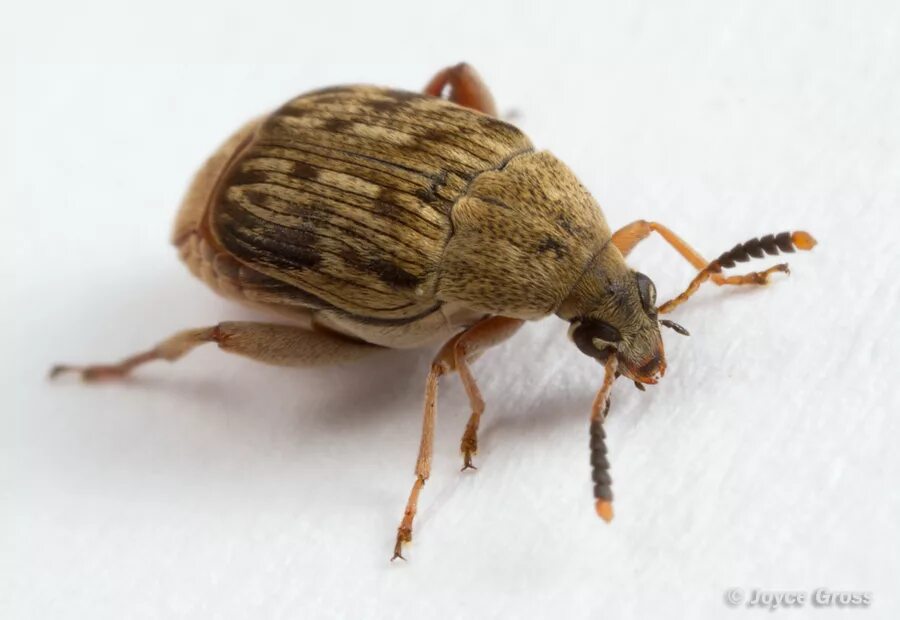 Зерновка фото. Зерновка фасолевая (acanthoscelides obtectus). жук гороховая зерновка. жук бобовая зерновка. индийская фасолевая зерновка.