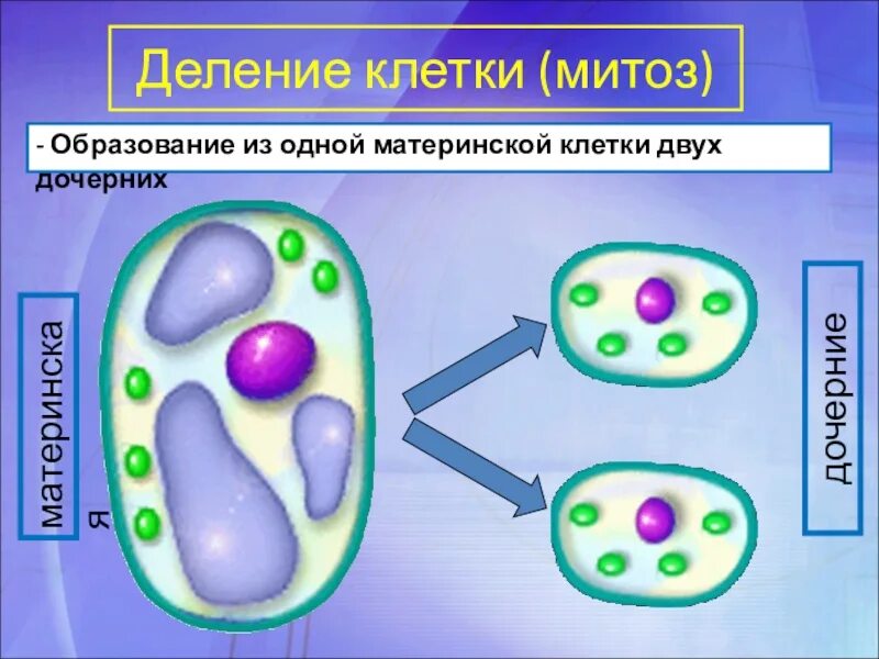 Что дает деление клетки. Деление клетки. Деление материнской клетки. Деление растительной клетки. Деление клетки материнская и дочерняя.