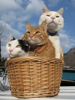 Коте компания