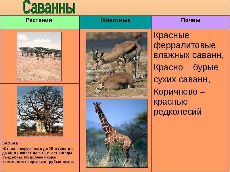 Разнообразие природы африки 7 класс презентация
