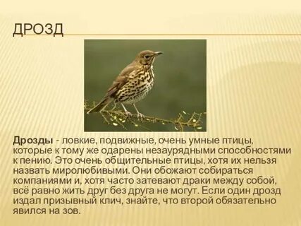 Дрозд птица описание