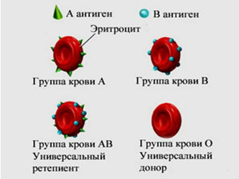 В чем разница групп крови. Антигены эритроцитов 1 группы крови. Антигены и антитела 2 группы крови. Антигены эритроцитов 2 группы крови.