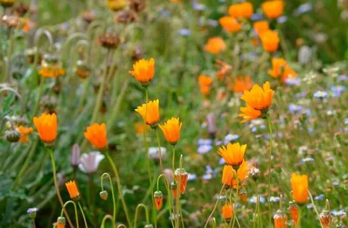 Фитоценоз луга. Трава которая растет на полях. Доминирующие виды растений на лугу. Большое разнообразие травянистых растений. Луга пырейные.