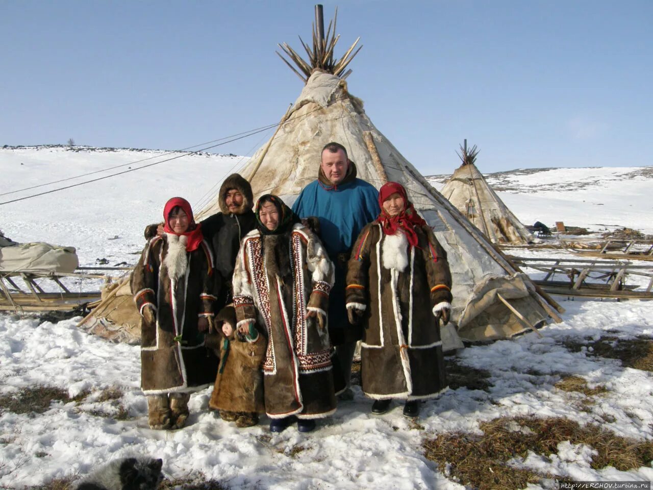 Население ненцев. Тундра ненцы ЯНАО. Чукчи Эскимосы Коряки. Население тундры ненцы. Ненцы в тундре.