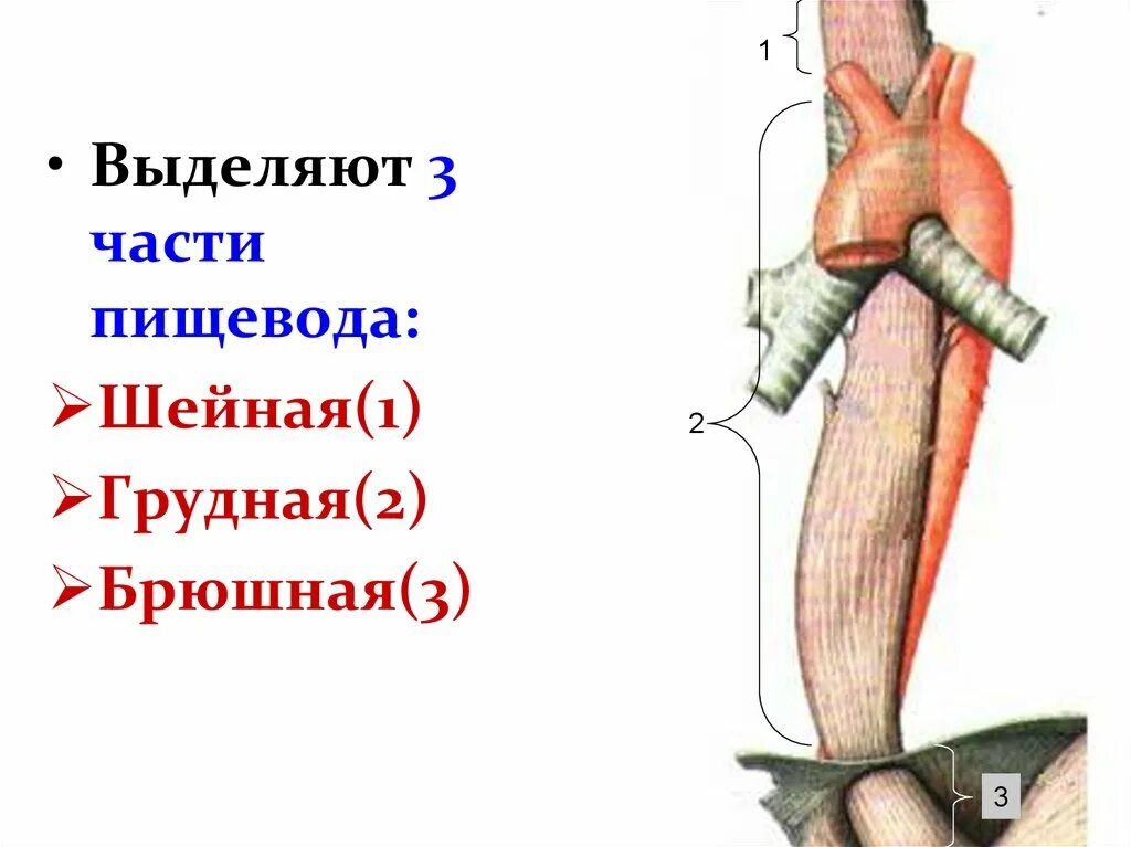 Пищевода студфайл. Шейная часть пищевода анатомия. Шейный отдел пищевода анатомия. Шейная грудная и брюшная часть пищевода. Строение пищевода анатомия рисунок.