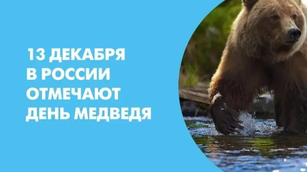 Когда день медведя. День медведя. день медведя праздник. день медведя в россии. всемирный день медведя 13 декабря.