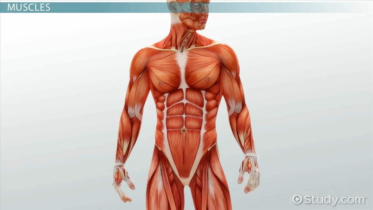 Muscle tension. Фаста мышц заболевания. Крепатура мышц. Спазмирование мышц. Плечелопаточный периартрит.