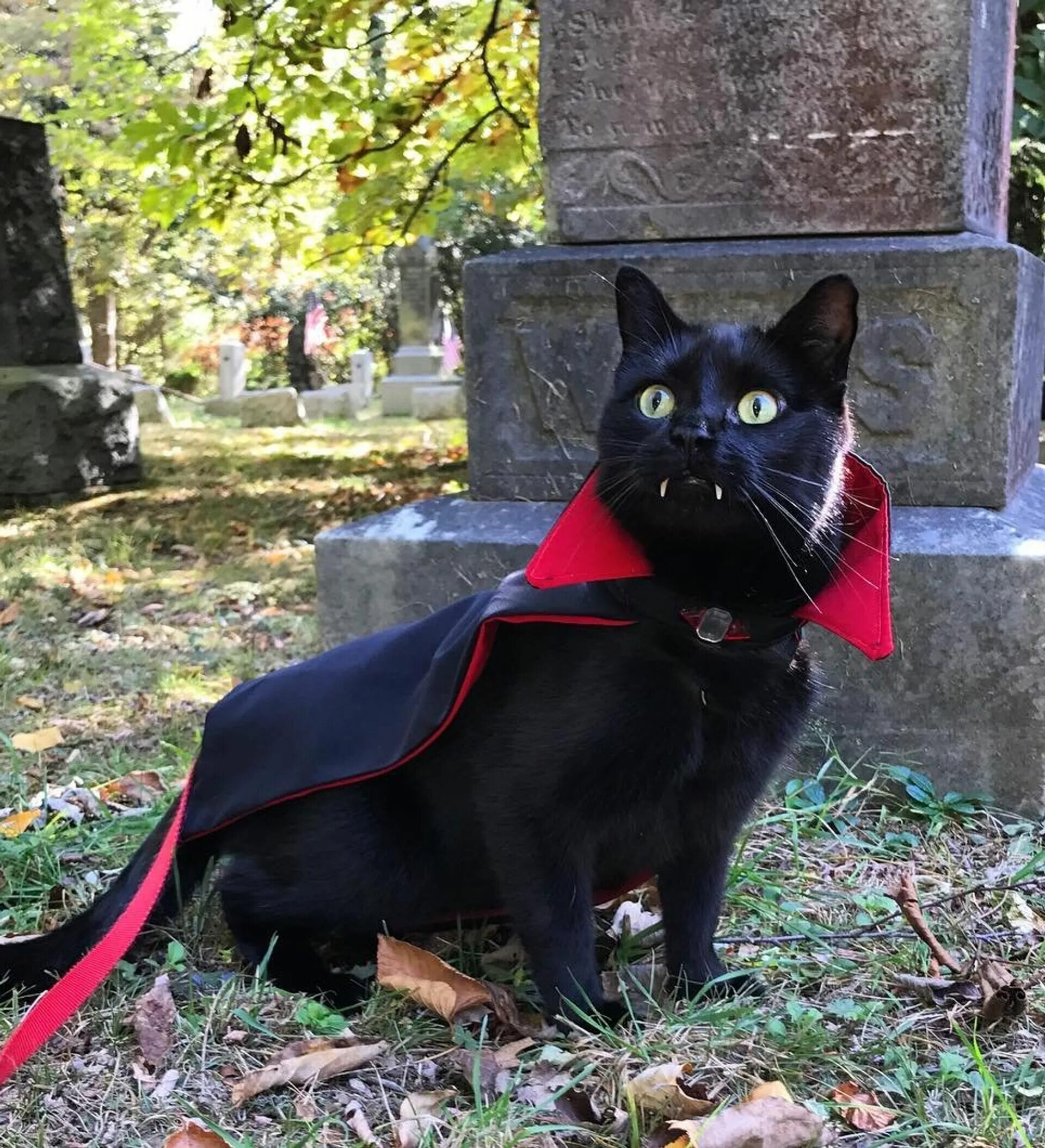 Кот Мрякула. Черный кот вампир Мрякула. Кот оказался вампиром