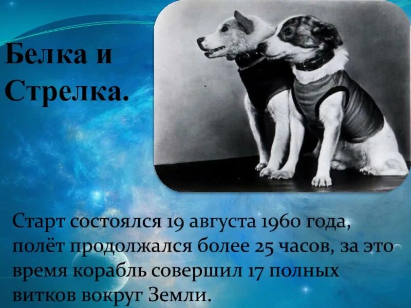 19 августа 1960. Белка и стрелка 1960 год. Белка и стрелка 19 августа 1960 года. Корабль белки и стрелки. 19 Августа 1960 событие.