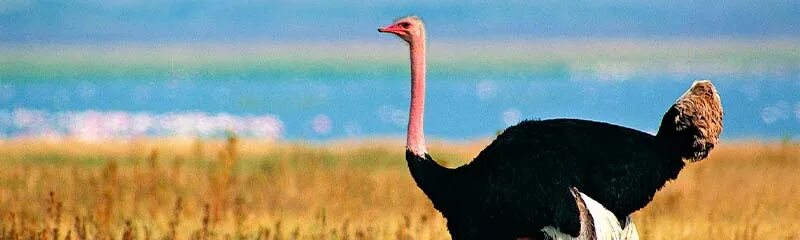 Страус страусиха страусенок. Какие звуки издает страус. Страус орет. Клюв африканского страуса. Какие звуки издает страус.