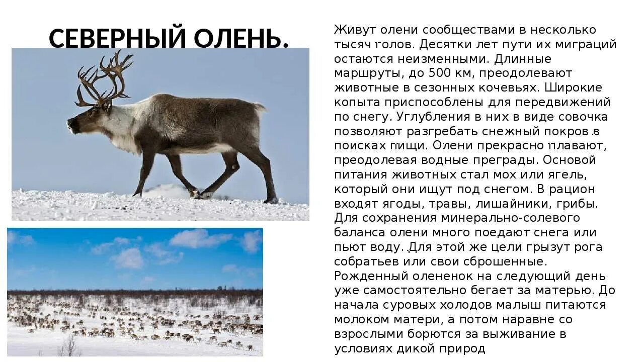 Северный олень тундры сообщение 4. Северный олень тундры сообщение 4