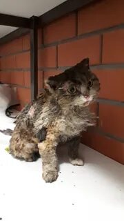Ребенок избил кошку