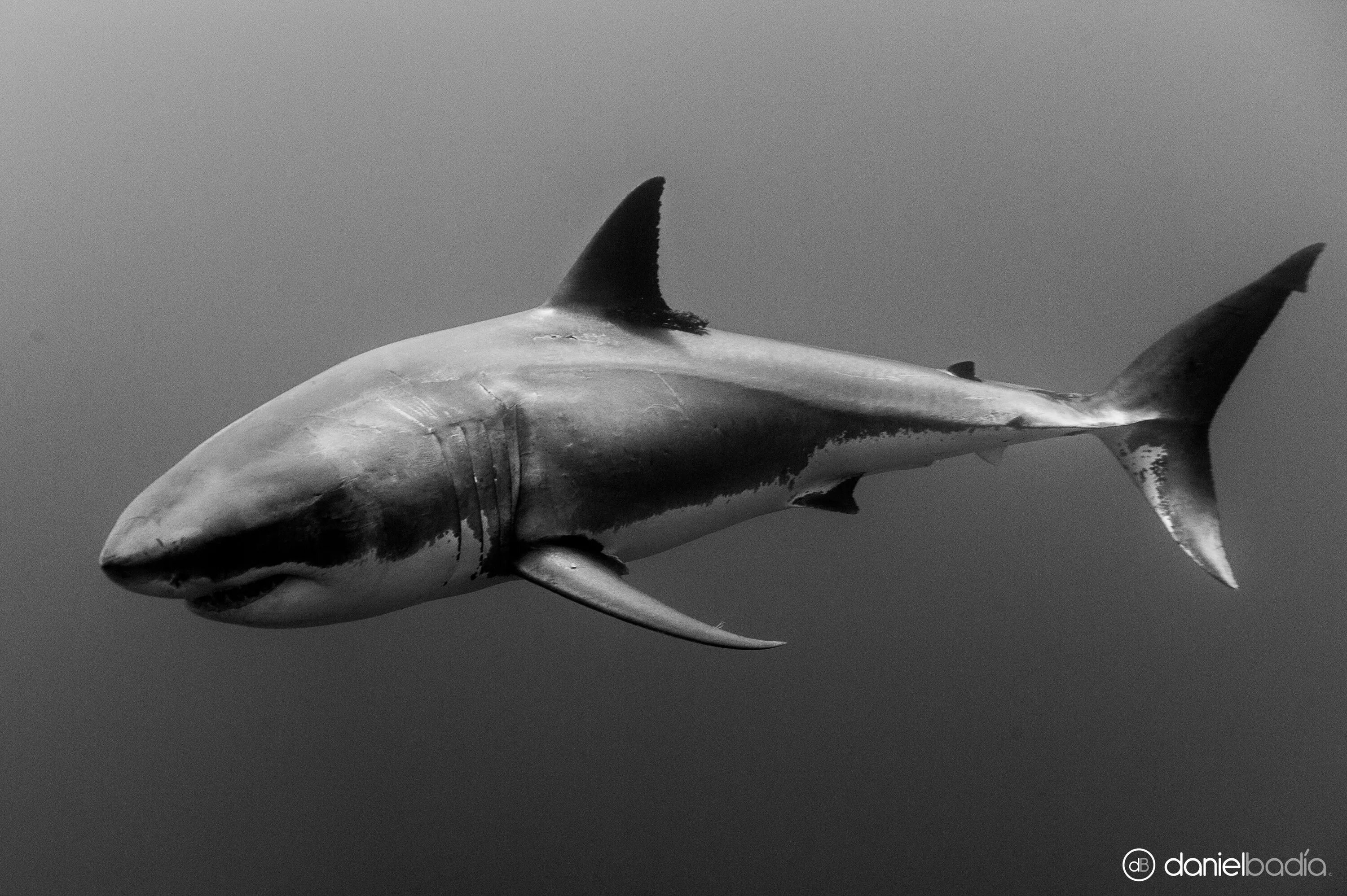 Гангская акула. Гигантская акула мегалодон. Гангская акула. Какула. Какула.