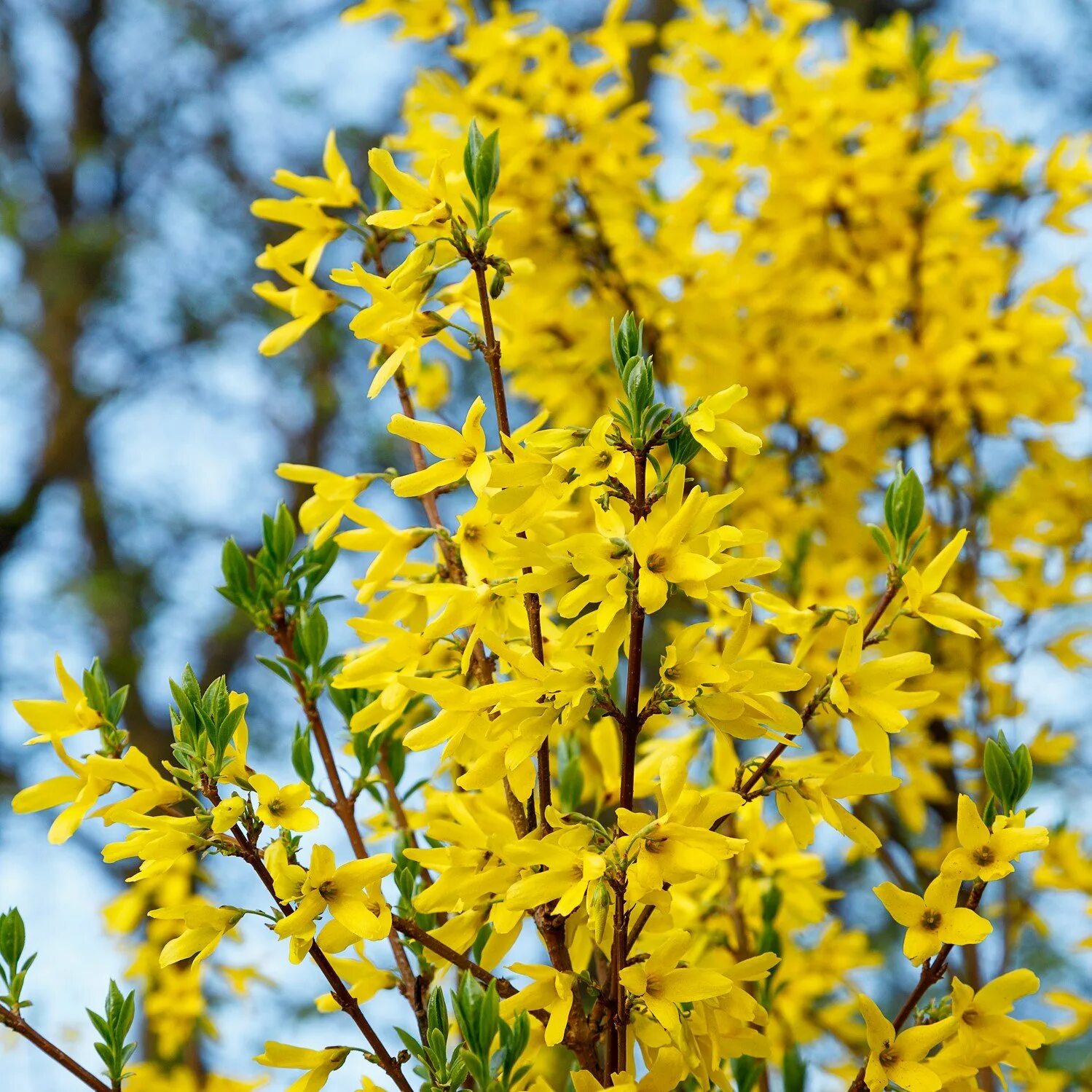 Ранний желтый кустарник фото. Форзиция ЖИРАЛЬДА. Форзиция Тетраголд. Желтый кустарник форзиция. Форзиция Голдзаубер.