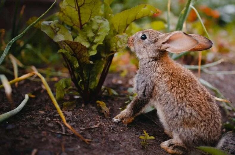 Можно ли кроликам редиску. Кормовой кролик. Кролик в свекле. Питание кроликов. Кролик в траве.