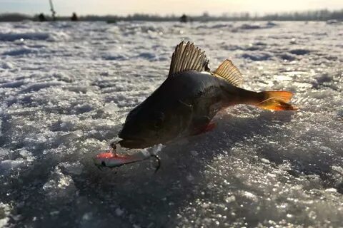Рыбалка на окуня видео