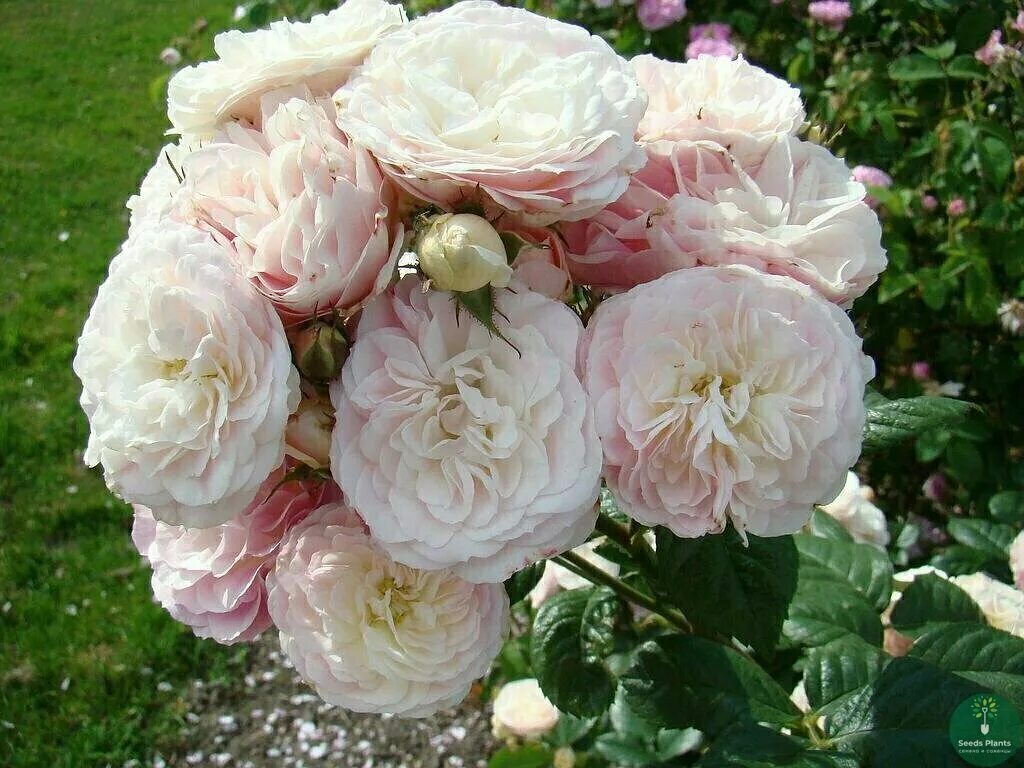 Букет парфе. Роза мускусные гибриды букет парфе. букет парфе bouquet parfait. роза мускусная bouquet parfait. роза мускусный гибрид bouquet parfait.