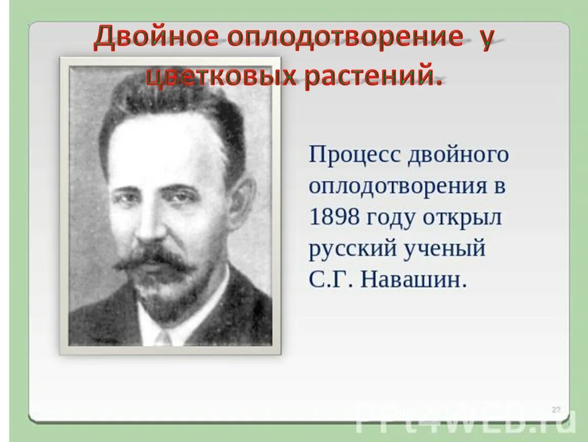 Двойное оплодотворение у растений открыл. Процесс двойного оплодотворения. Двойное оплодотворение у цветковых растений. Навашин открыл двойное оплодотворение. Навашин процесс двойного оплодотворения.