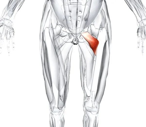 Гребенчатая мышца бедра анатомия. Гребенчатую мышцу- musculus Pectineus. Гребешковая мышца анатомия. Гребенчатая мышца сухожилие. Тянет в паху справа у мужчин