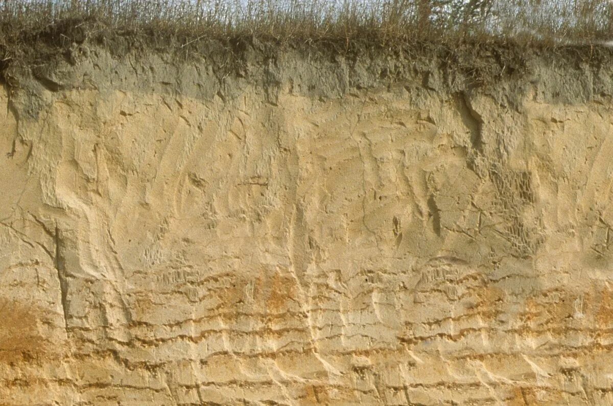 Глинистая, песчаная, глинисто-песчаная. Глинистая почва в разрезе. Почва в разрезе. Песок в разрезе. Песка в разрезе.