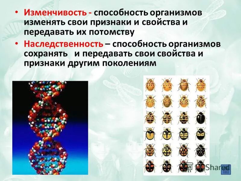 Способность организмов передавать свои признаки поколениям