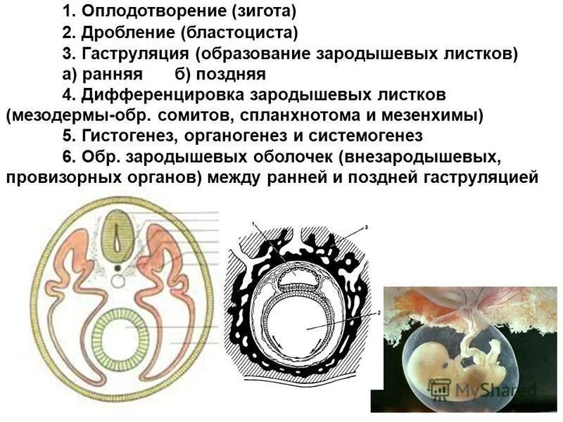Зародышевые листки егэ биология. Зародышевые листки гистология. Дифференцировка зародышевых листков. Зародышевый листок зародыша позвоночного животного. Гаструляция.
