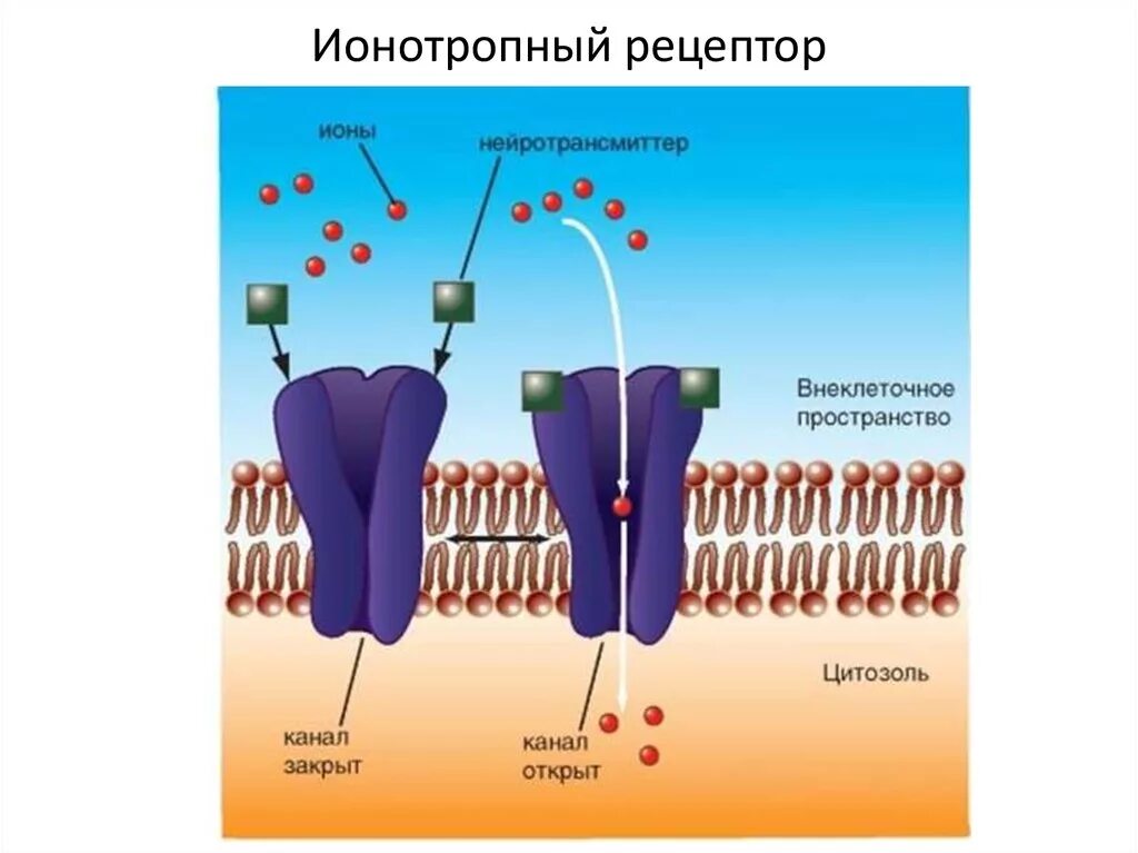 Рецепторы постсинаптической мембраны физиология. Ионотропные рецепторы схема. Типы рецепторов на постсинаптической мембране. Метаботропные рецепторы строение.