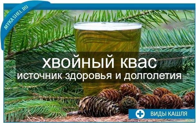 Хвойный квас. Хвойный квас на медной воде. Квас из хвои. Квас с еловых иголок.