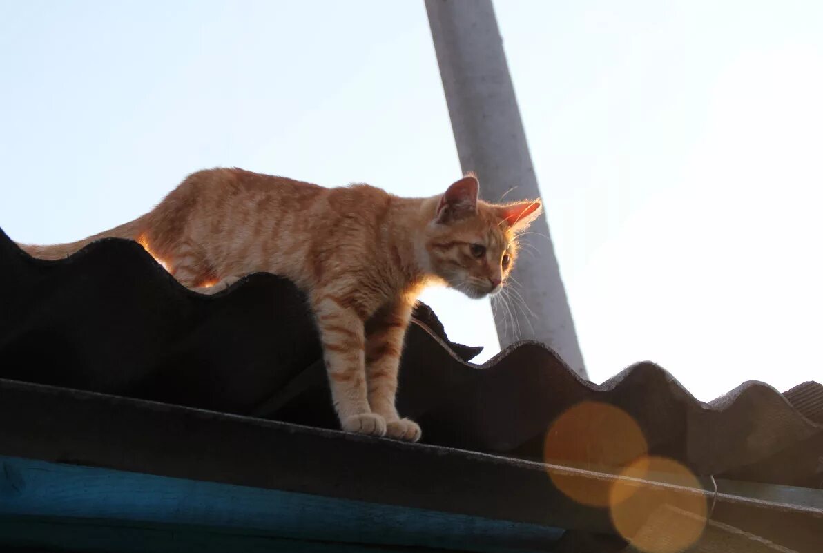 Спустившись с кровли кот сказал. Кошка. Кошки на крыше. Котенок на крыше. Рыжий кот на крыше.