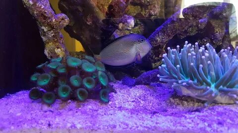 Aquari
