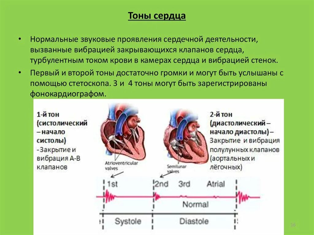 Звук тонов сердца