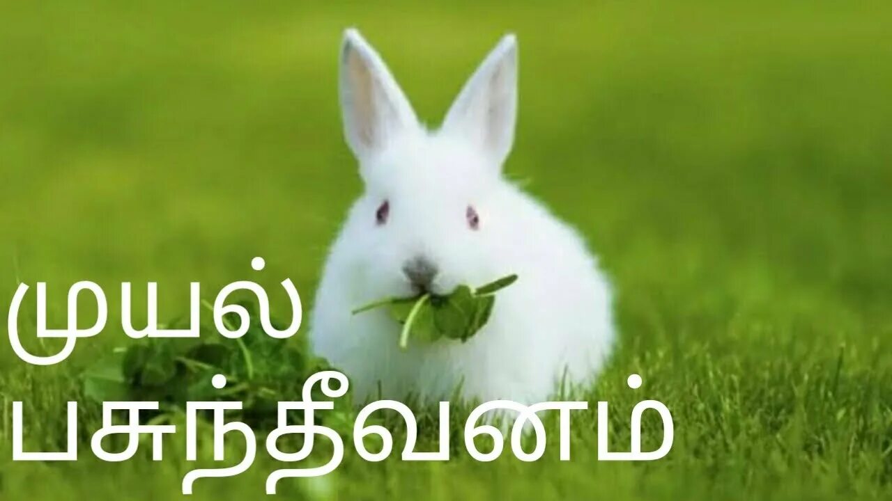 A rabbit can t
