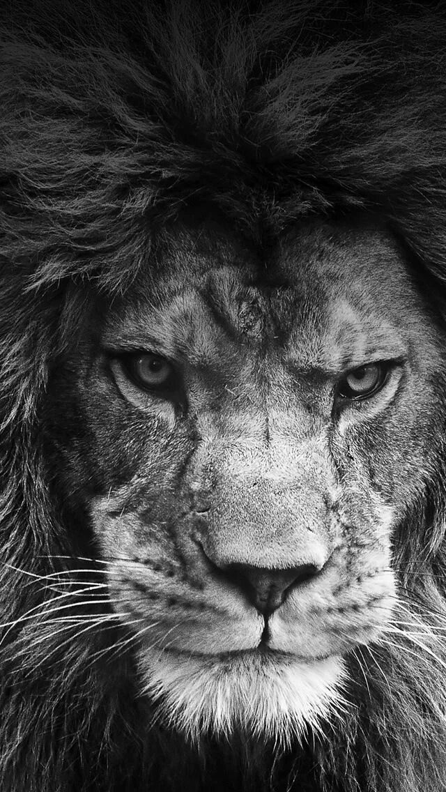 Exclusive: The Story Behind the Most Intense Lion Portrait Animals beautiful, Wi