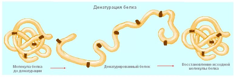 2 денатурация белков. Процесс денатурации белка. схема денатурации белковой молекулы. факторы денатурации белковых молекул. денатурация молекулы белка.