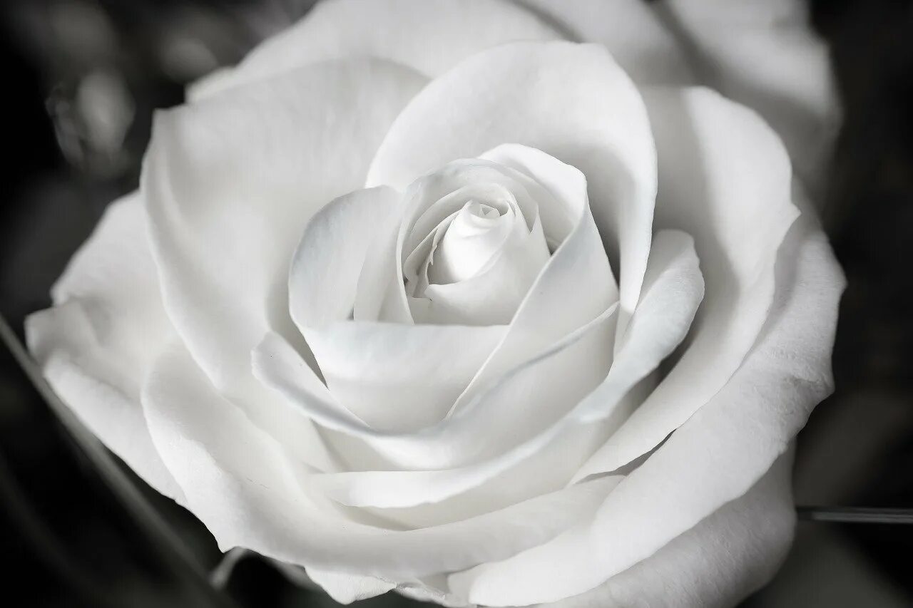 Белые цветы. Белые розы. Серо белые картинки. Красивые белые розы.