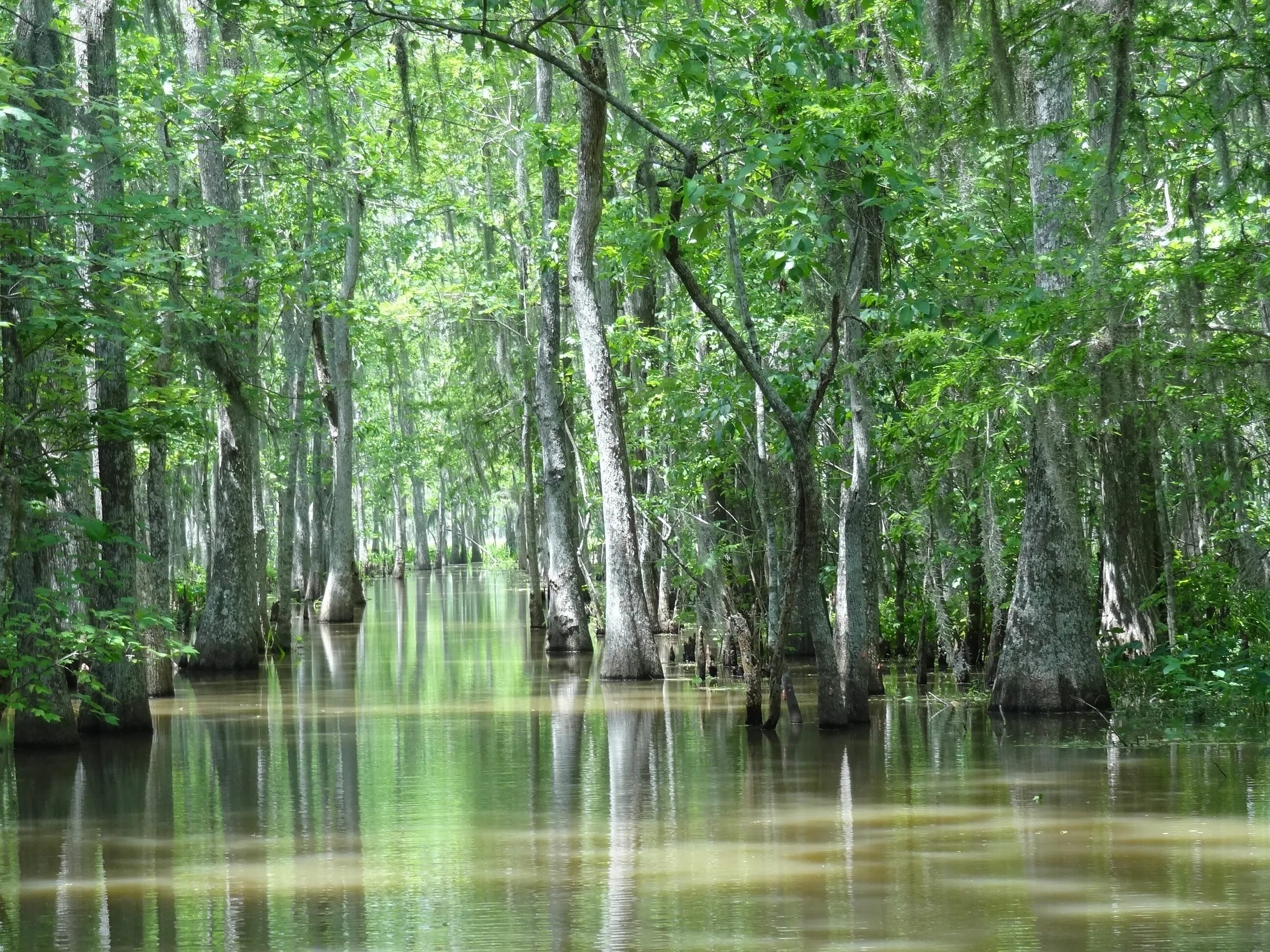 Тропическое болото. Луизиана штат. Штат Луизиана природа. Болота Манчак США. Луизиана болото Манчак.