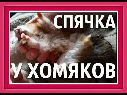Хомяки уходят в спячку