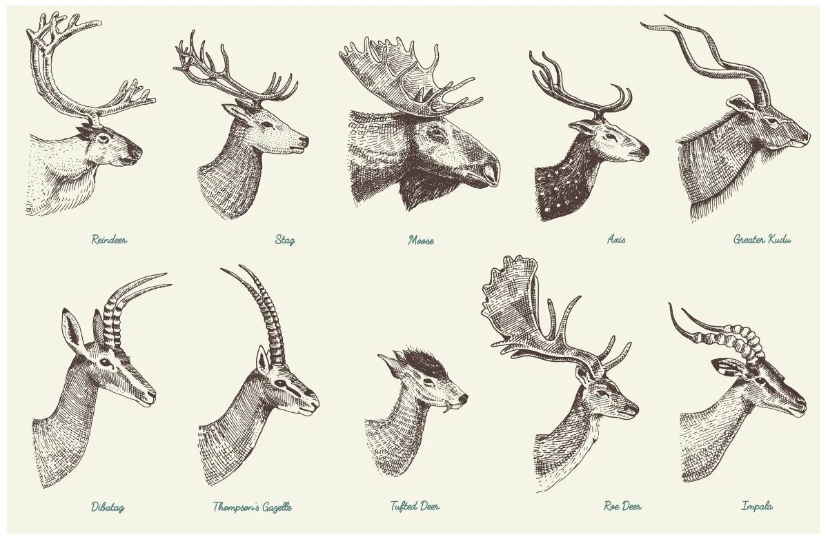 Виды Рогов у животных. Голова оленя строение. Анатомия пятнистого оленя. Рога оленя и рога лося разница.