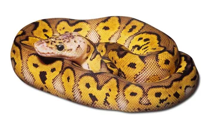 Python price