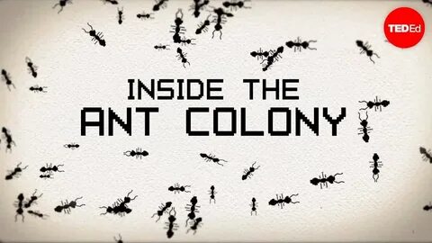 Ant colony