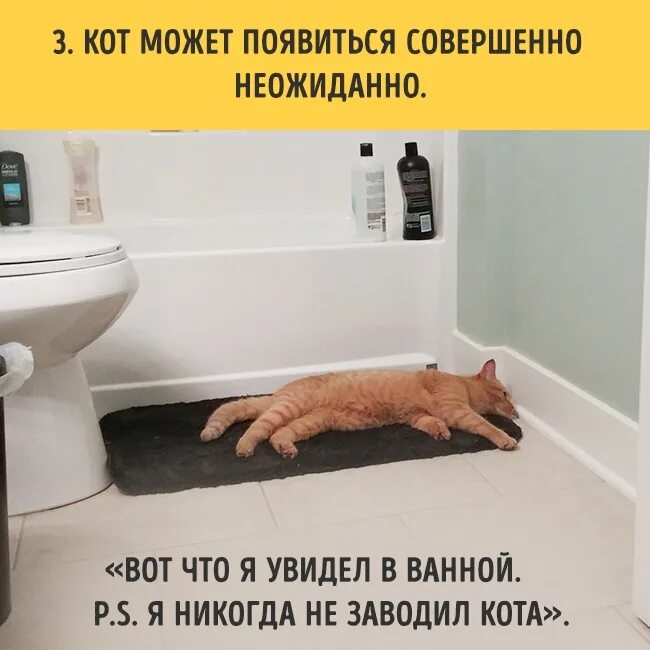 заведите котика. завести котика. заведи кота говорили они. завести котика. завести кота.