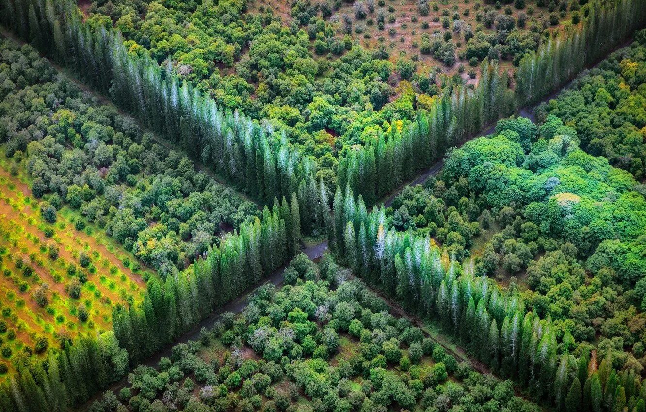 Невероятный лес. Лесной массив аэрофотосъемка. Ставрополь лес с высоты птичьего полета. Лес вид сверху. Лес с птичьего полета.