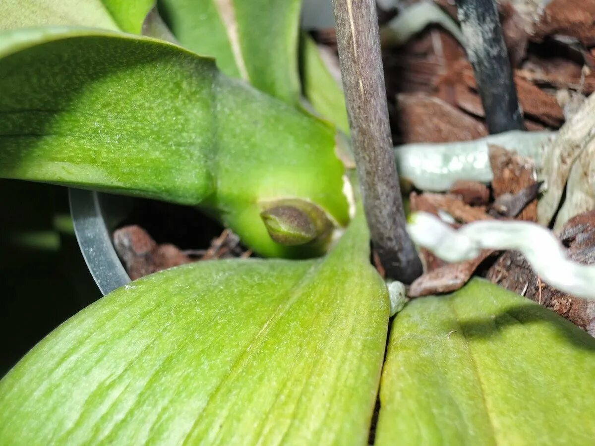 Антракноз орхидей фаленопсис. Побеги орхидей на цветоносе. Меристема фаленопсиса. Цветонос фаленопсисов.