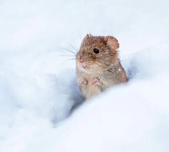 Полевые мыши зимой. Полевка мышь зимняя. Снеговая полёвка (chionomys nivalis). Полевка зимой. Мышь полевка зимой.