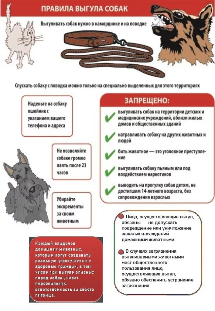 Выгул собак в общественных местах. Памятка содержания домашних животных. Правило содержание собак. Нормы содержания собак памятка. Памятка правила содержания собак.