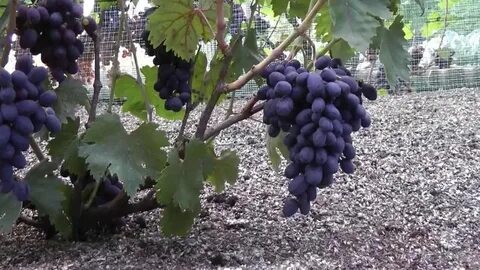 Виноград видео сортов